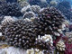 coral-bleaching.jpg [203Ko]
