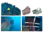 Quasi-Orthorectified Projection for the Measurement of Red Gorgonian Colonies